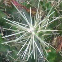 Cactus Hikuri (Echinocereus triglochidiatus) graines