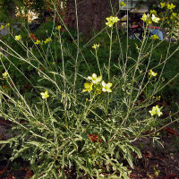 Roquette des murailles (Diplotaxis muralis) graines