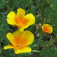 Pavot de Californie (Eschscholzia californica) graines