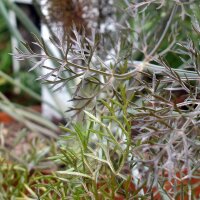 Fenouil bronze Purpureum (Foeniculum vulgare) graines