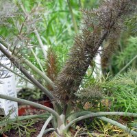 Fenouil bronze Purpureum (Foeniculum vulgare) graines