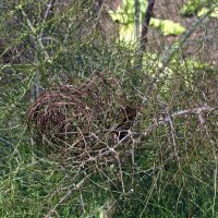 Fenouil bronze Purpureum (Foeniculum vulgare) graines