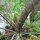 Fenouil bronze Purpureum (Foeniculum vulgare) graines