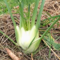 Fenouil Romanesco (Foeniculum vulgare var. azoricum) graines