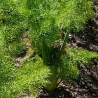 Fenouil Romanesco (Foeniculum vulgare var. azoricum) graines