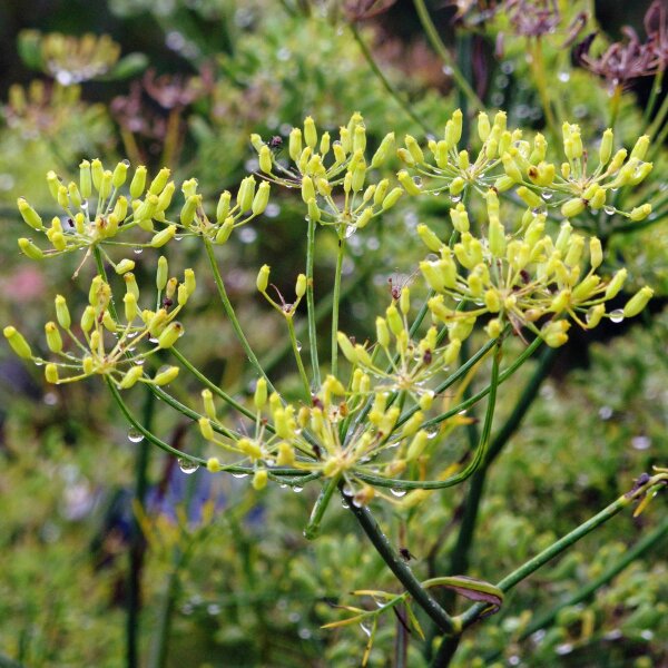 Aneth doux Dulce (Foeniculum vulgare) graines