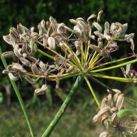 Aneth doux Dulce (Foeniculum vulgare) graines