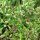 Aneth doux Dulce (Foeniculum vulgare) graines
