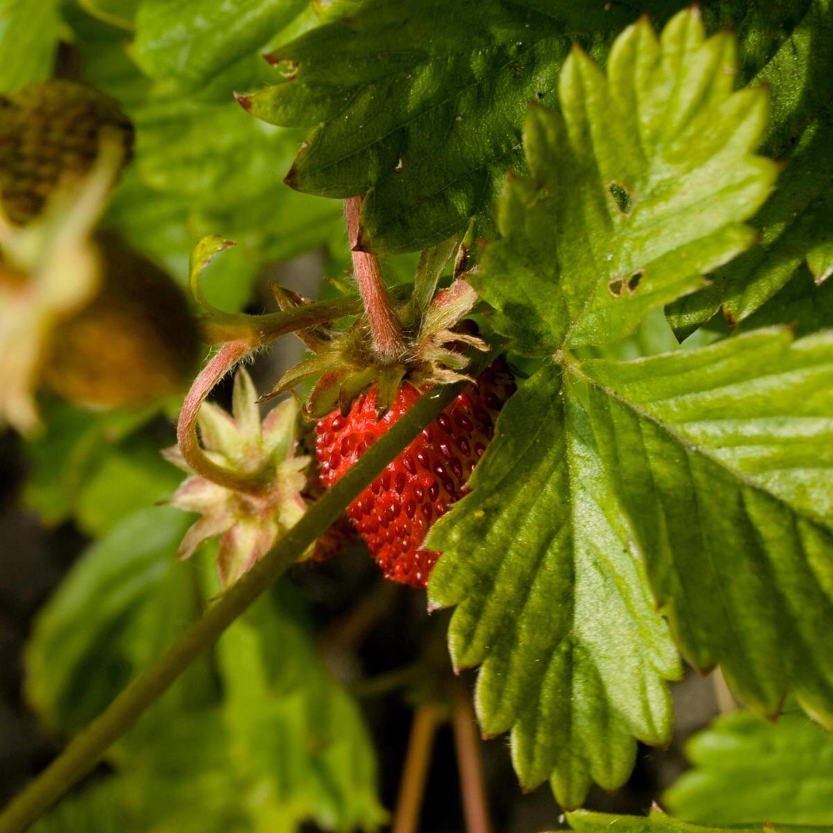 100 Graines De Fraise Des Bois - Semis Reproductibles, Non Hybrides, Pour Jardin Permaculture