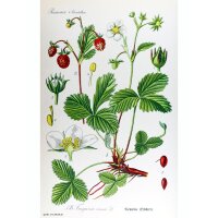 Fraise des bois (Fragaria vesca) graines