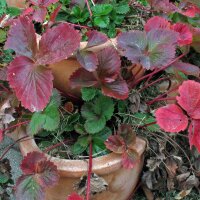 Fraise des alpes (Fragaria vesca var. semperflorens) graines
