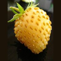 Fraise blanche Yellow Wonder" (Fragaria vesca) graines