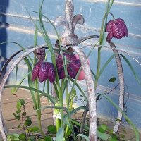 Fleur en damier (Fritillaria meleagris) graines