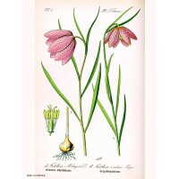 Fleur en damier (Fritillaria meleagris) graines