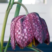 Fleur en damier (Fritillaria meleagris)