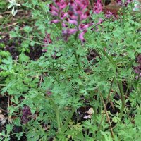 Fumeterre officinale / pied-de-Céline (Fumaria...