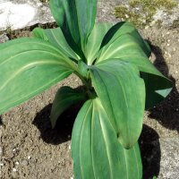 Gentiane du Tibet (Gentiana tibetica) graines