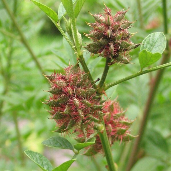 Réglisse glabre (Glycyrrhiza glabra) graines