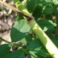 Réglisse glabre (Glycyrrhiza glabra) graines