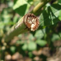 Réglisse glabre (Glycyrrhiza glabra) graines