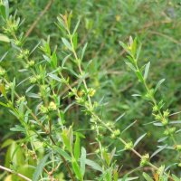 Sinicuichi (Heimia salicifolia) graines