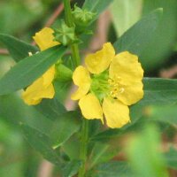 Sinicuichi (Heimia salicifolia) graines