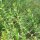Sinicuichi (Heimia salicifolia) graines