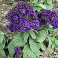 Heliotrope (Heliotropium arborescens) graines