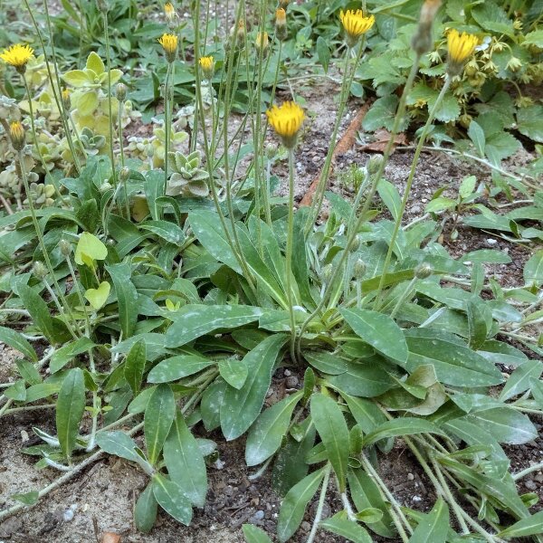 Piloselle (Hieracium pilosella) graines