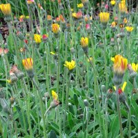 Piloselle (Hieracium pilosella) graines