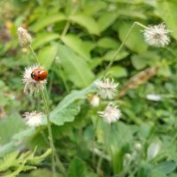 Piloselle (Hieracium pilosella) graines