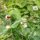 Piloselle (Hieracium pilosella) graines