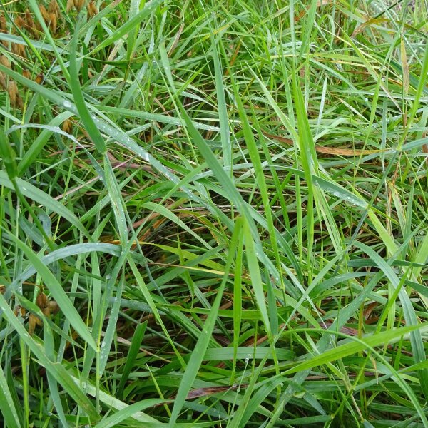 Avoine odorante / herbe aux bisons (Hierochloe odorata) graines