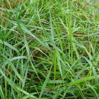 Avoine odorante / herbe aux bisons (Hierochloe odorata) graines