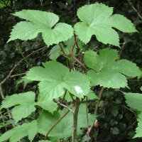 Houblon (Humulus lupulus) graines