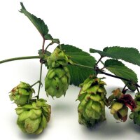 Houblon (Humulus lupulus) graines