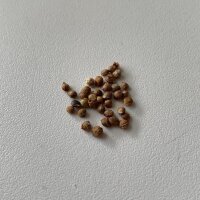 Houblon (Humulus lupulus) graines