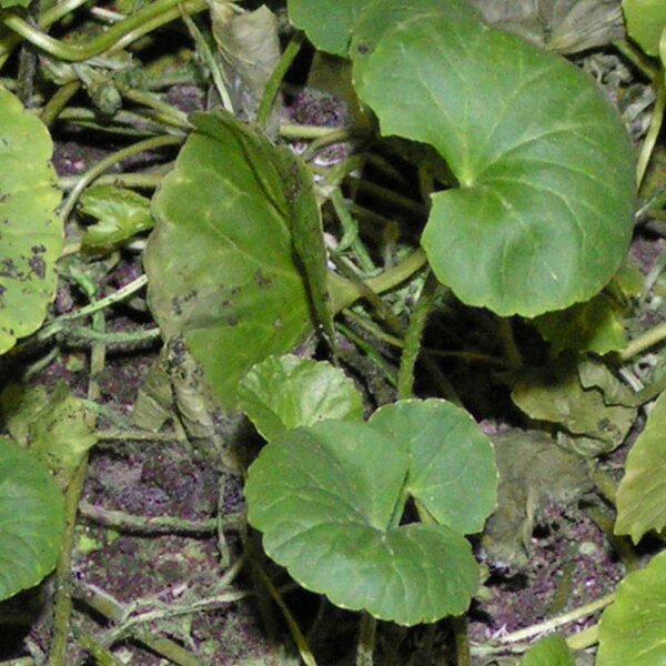 Gotu Kola (Centella asiatica) graines