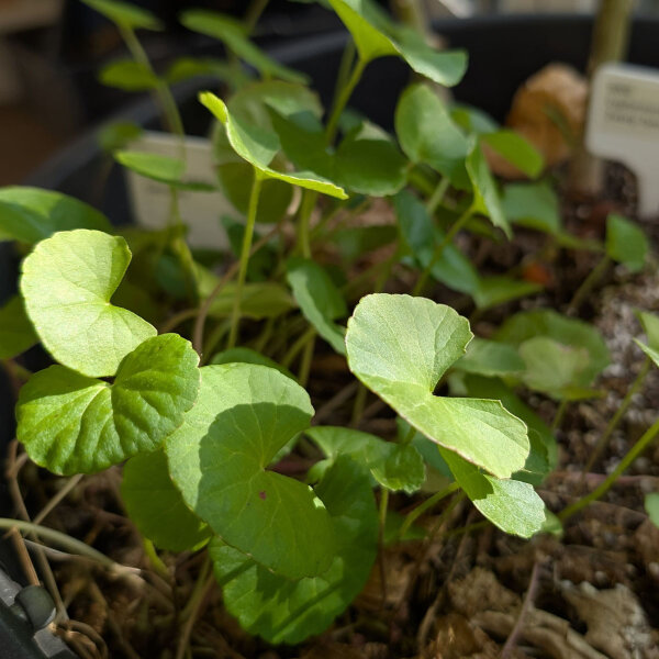 Gotu Kola (Centella asiatica) graines