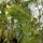 Jusquiame blanche (Hyoscyamus albus) graines