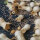 Jusquiame blanche (Hyoscyamus albus) graines