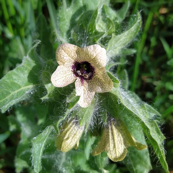 Jusquiame noire (Hyoscyamus niger) graines