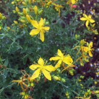 Millepertuis perforé (Hypericum perforatum) graines