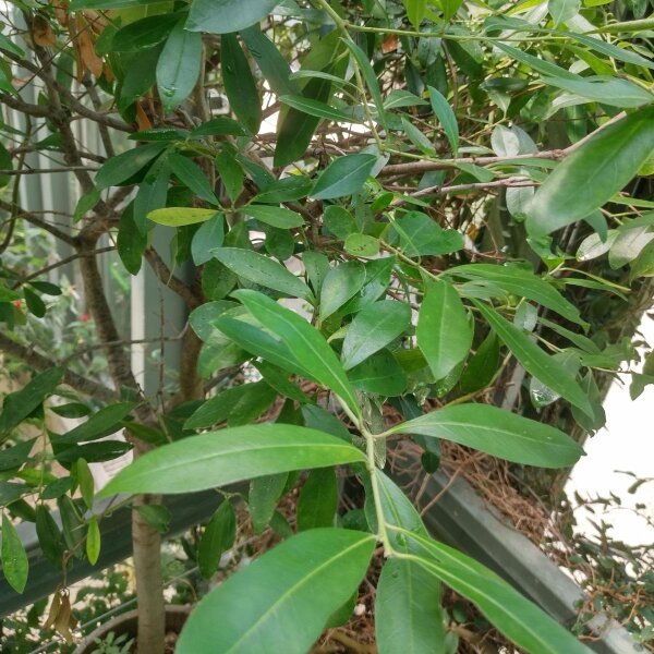 Yerba Mate (Ilex paraguariensis) graines