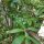 Yerba Mate (Ilex paraguariensis) graines