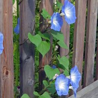 Belle de nuit Heavenly Blue (Ipomoea tricolor) graines
