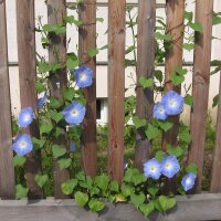 Belle de nuit Heavenly Blue (Ipomoea tricolor) graines