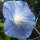 Belle de nuit Heavenly Blue (Ipomoea tricolor) graines