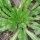 Laitue vireuse sauvage (Lactuca virosa) graines