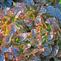 Laitue à couper Salad Bowl (Lactuca sativa) graines